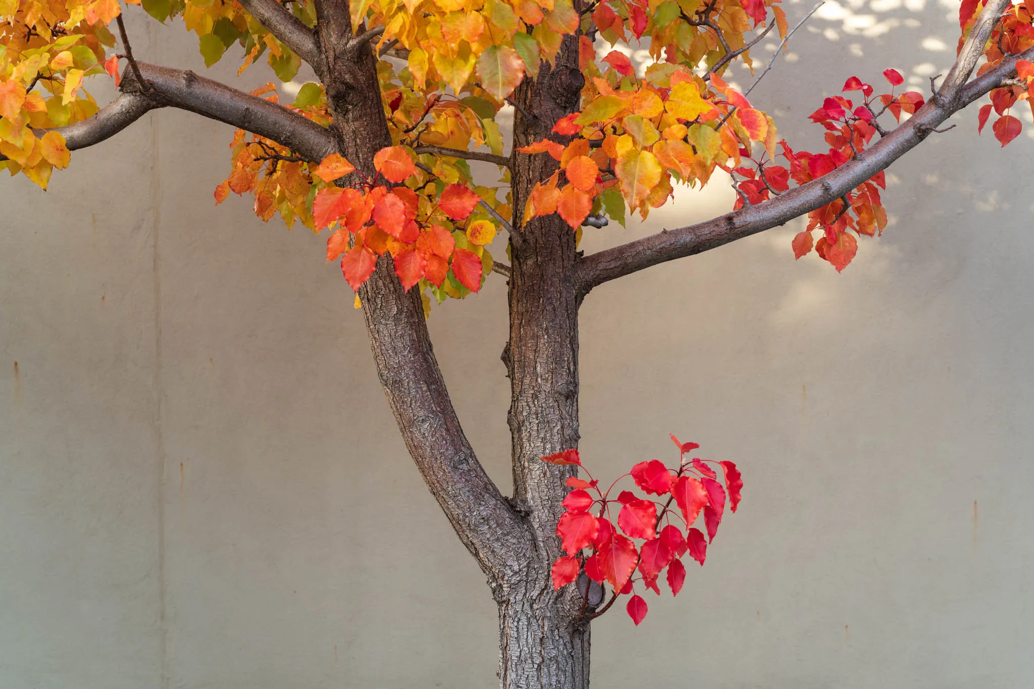 Hobart in Autumn