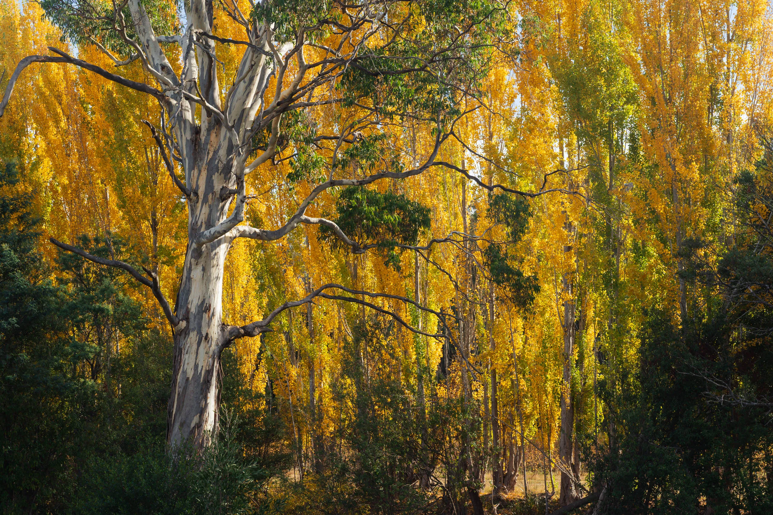 Autumn colors at Derwent Valley, Tasmania