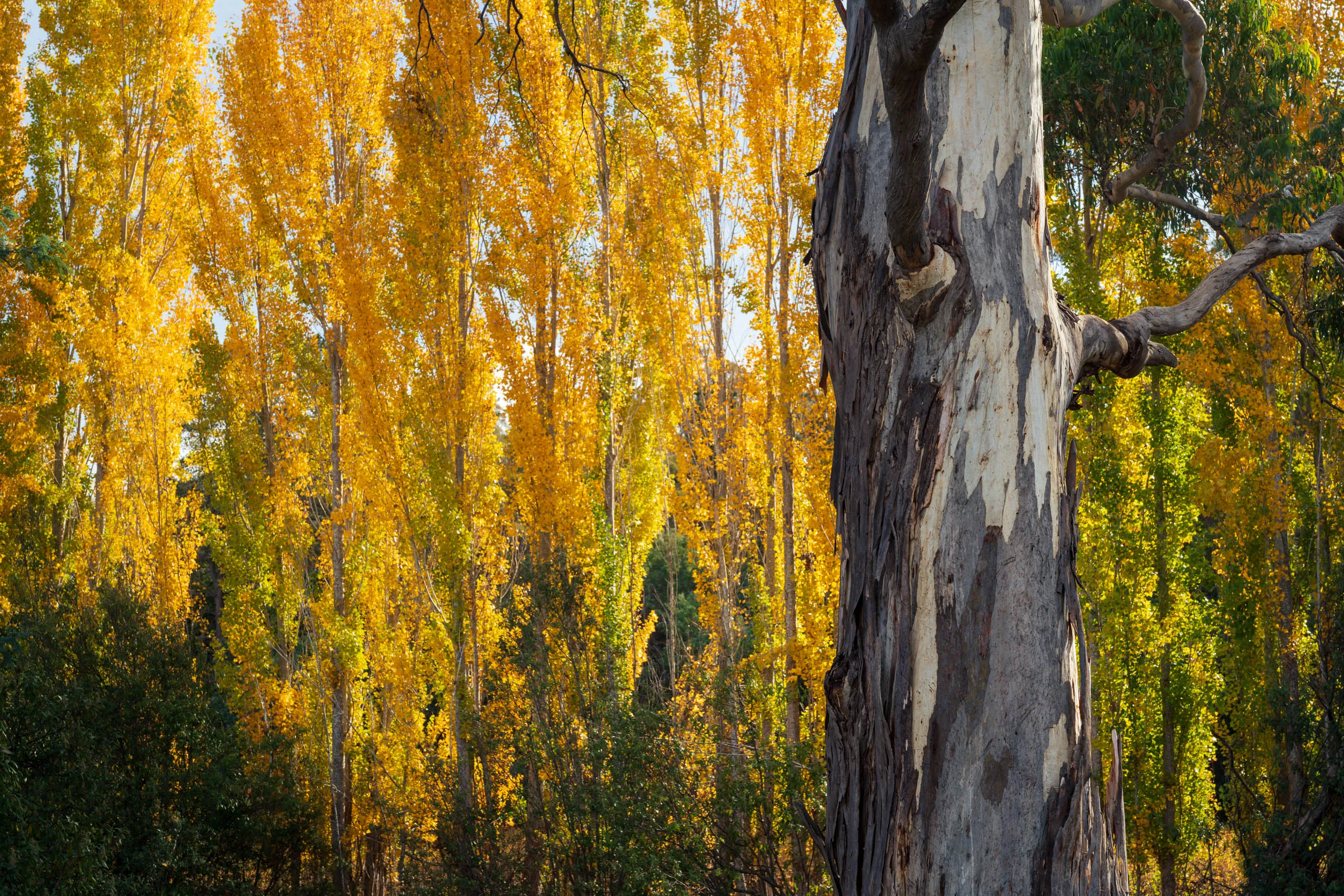 Autumn colors at Derwent Valley, Tasmania