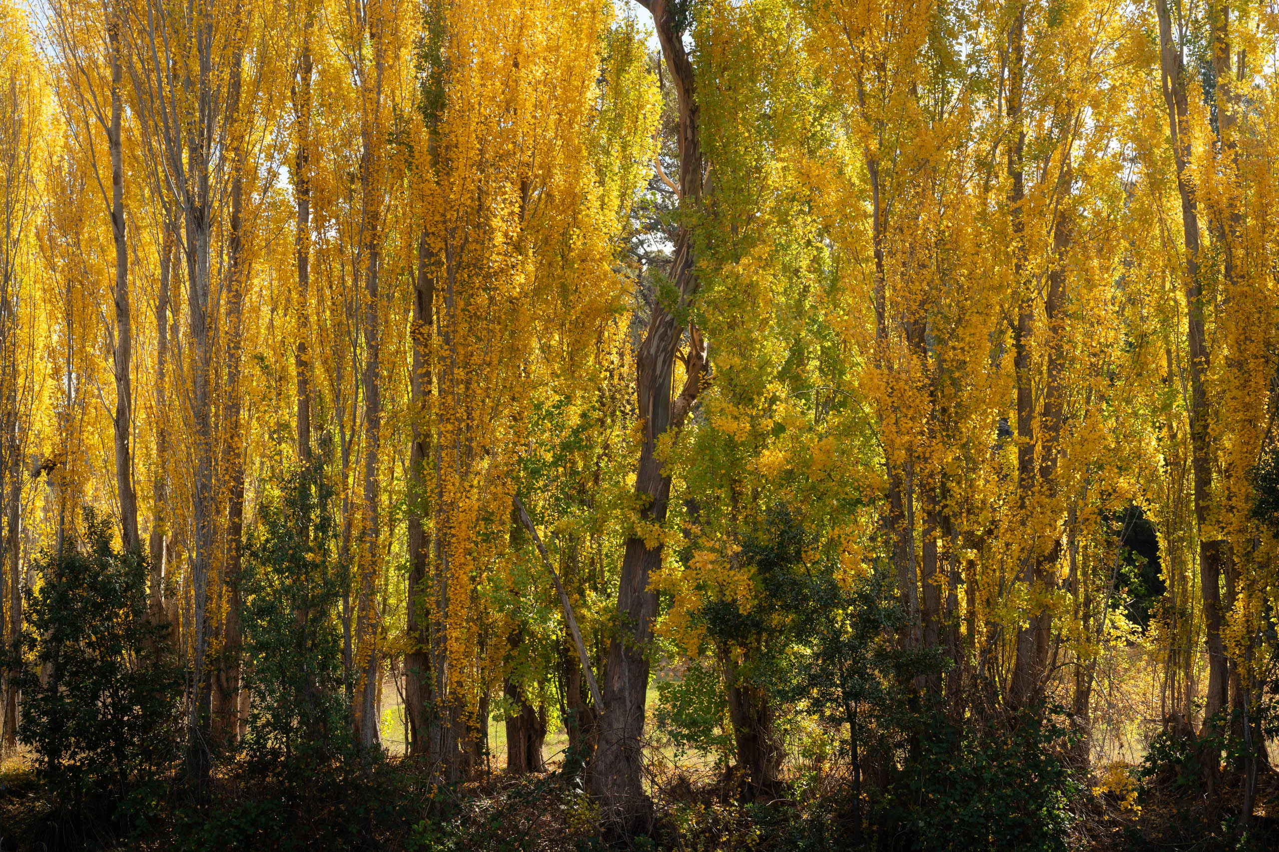 Derwent Valley in Autumn
