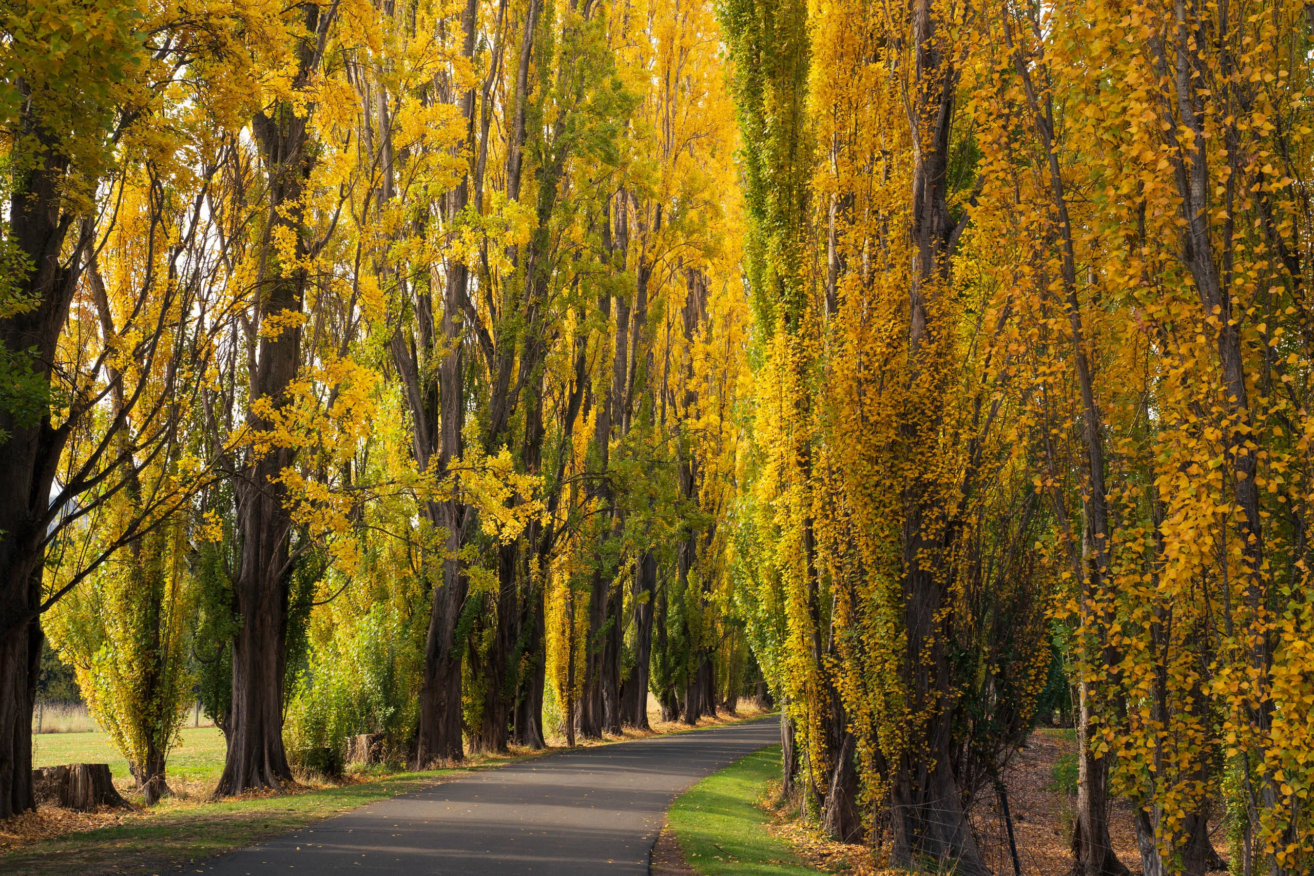 The road leading to the salmon ponds at Derwent Valley, Tasmania