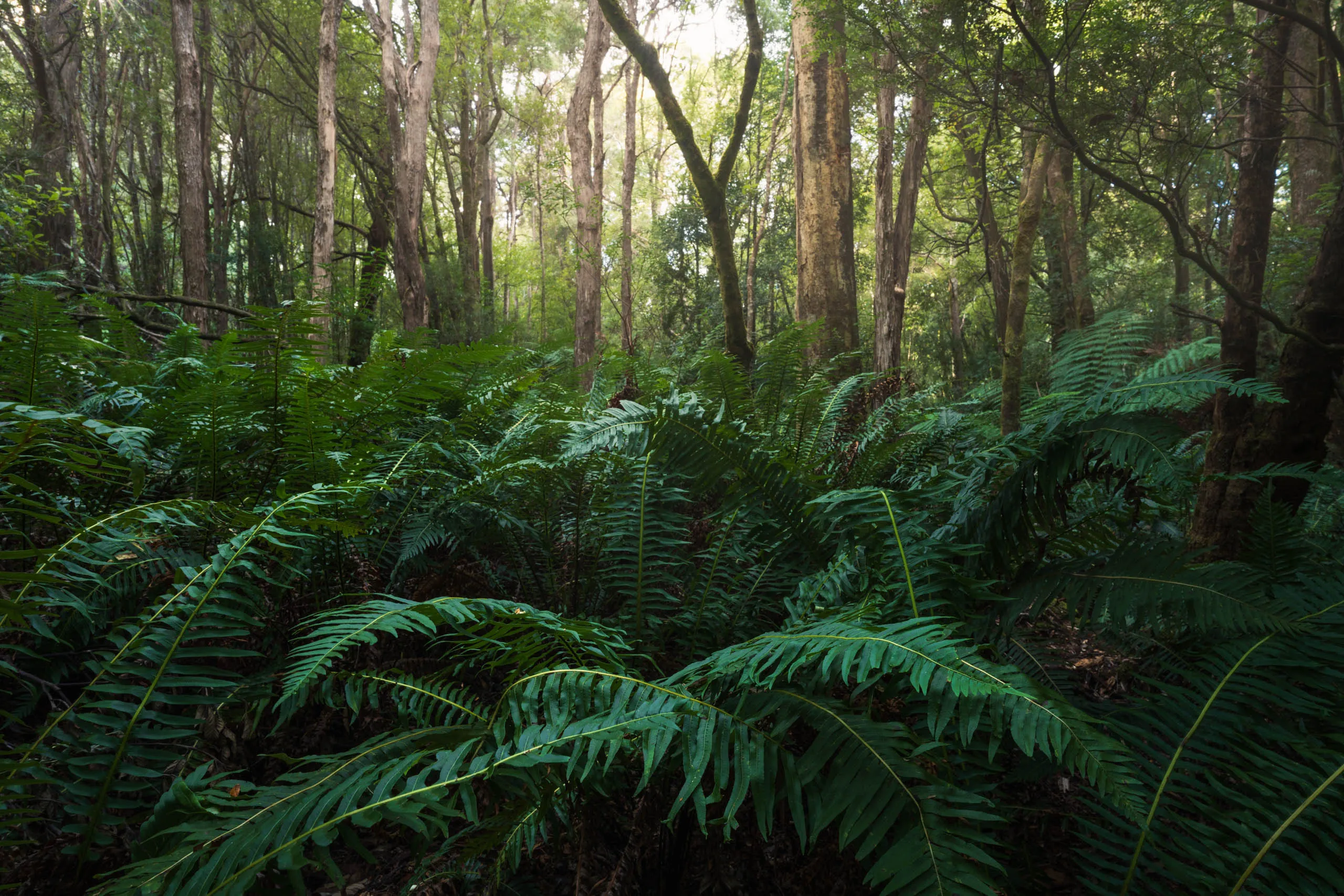 Tasmanian rainforest at Duckhole Lake